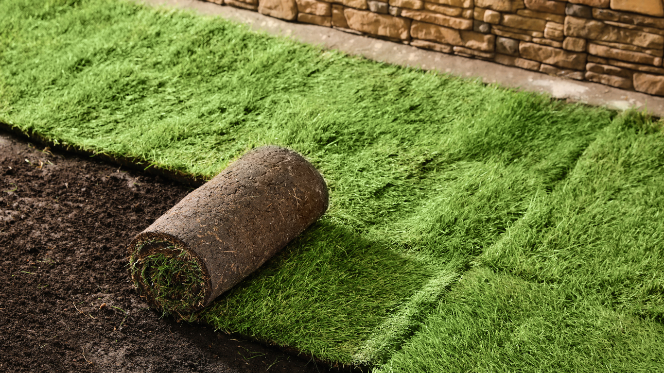 Freshly installed sod forming a new green lawn