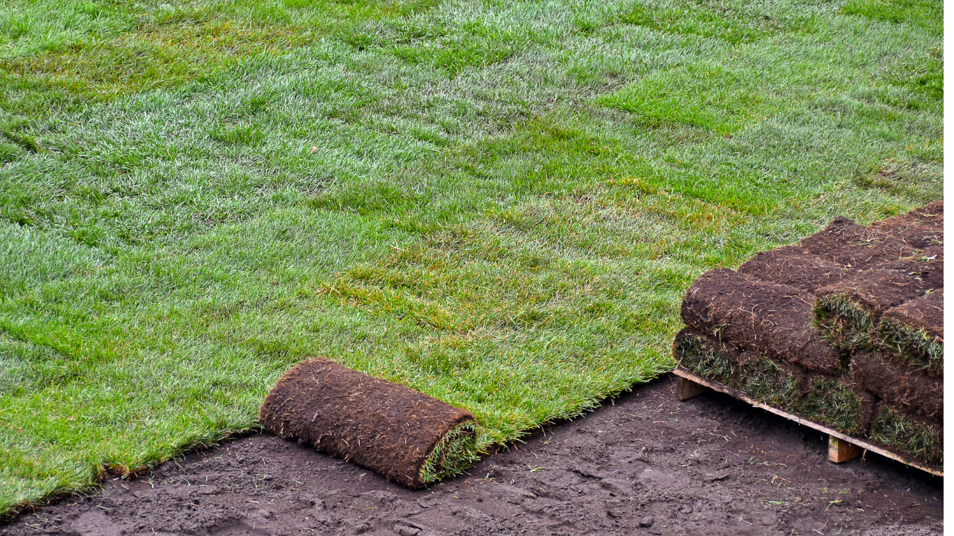Bare soil → fresh sod installation — after
